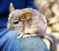 Chinchilla